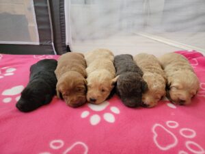 Black Labradoodle, Gold Labradoodle, Yellow Labradoodle, Chocolate Labradoodle